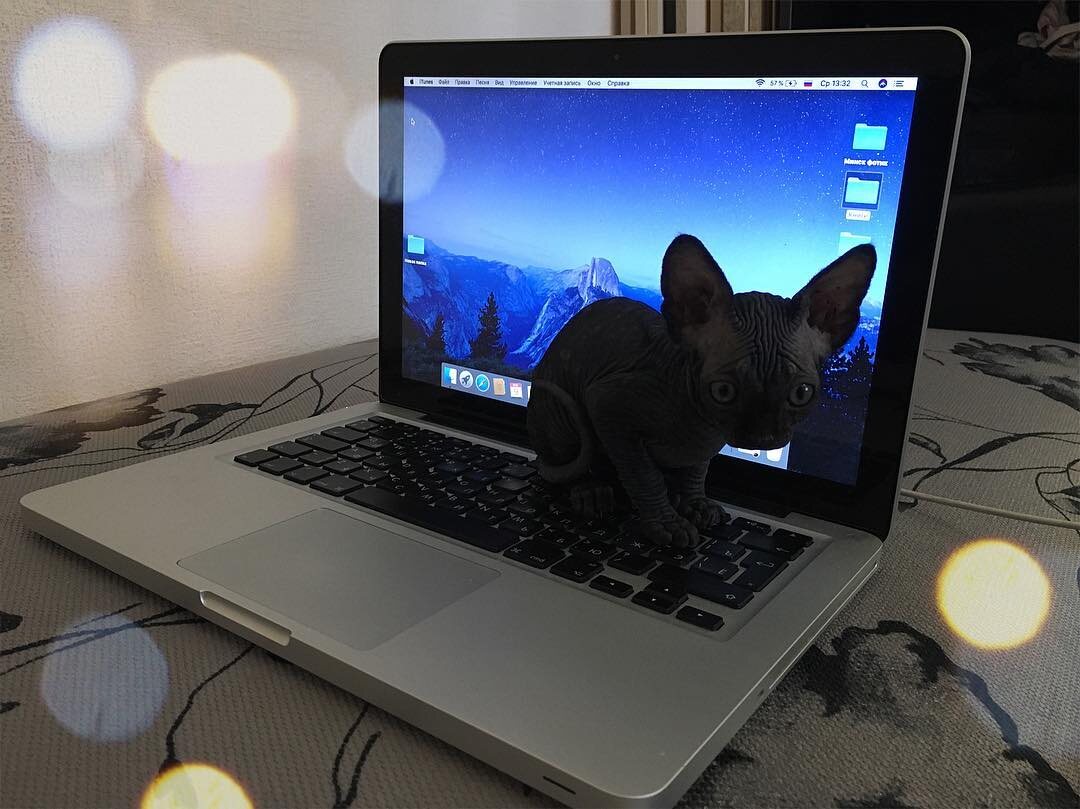 Маленькая Котя в первые дни дома. Ей примерно месяц (а заводчик сказал, что 2,5)