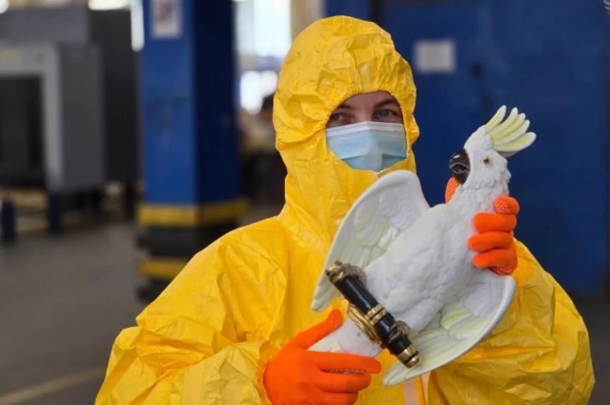    Таможенники нашли радиоактивную статуэтку попугая в посылке из Германии