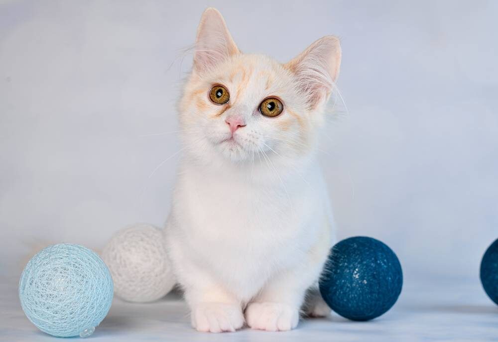 Арчи считает, что лучший день — это день, проведенный с любимой игрушкой.