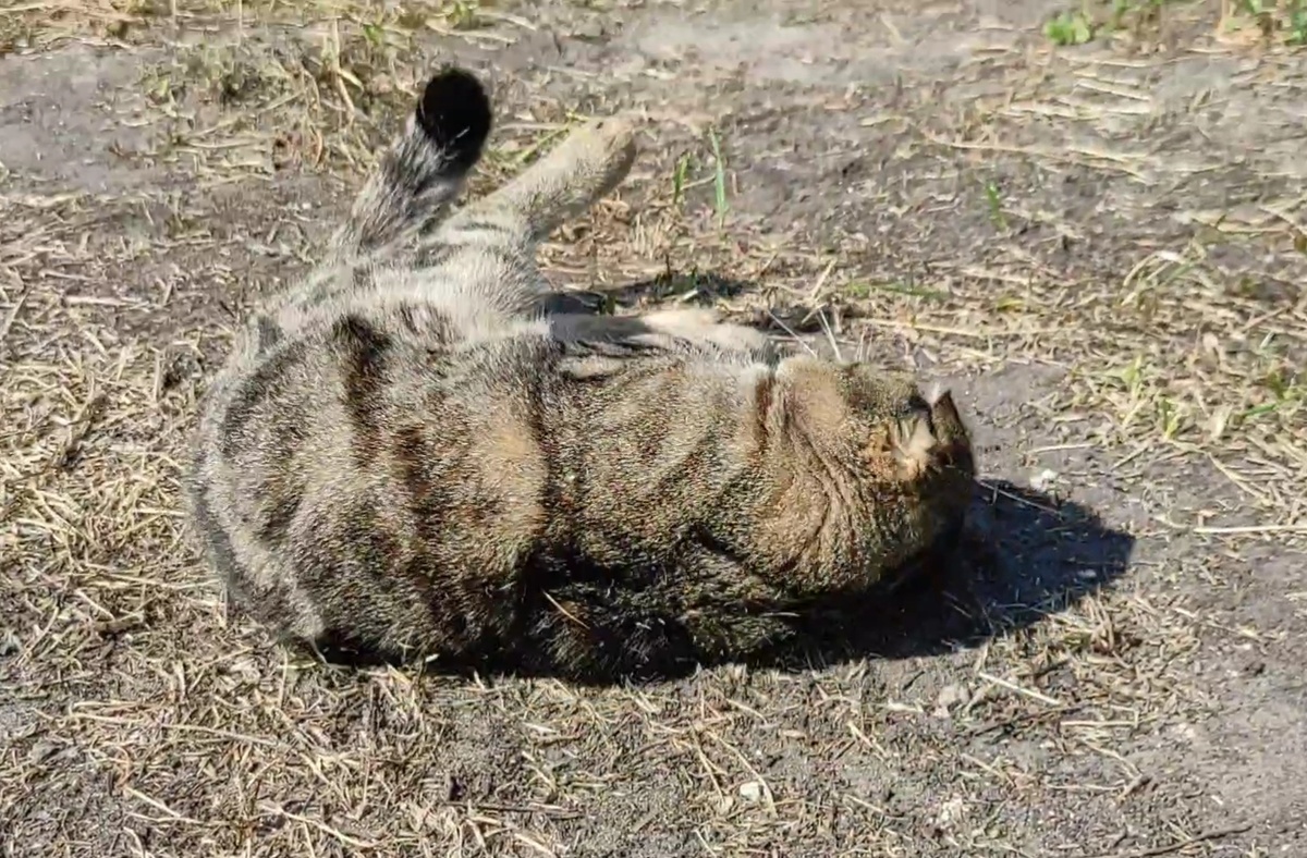 Жизнь хороша 