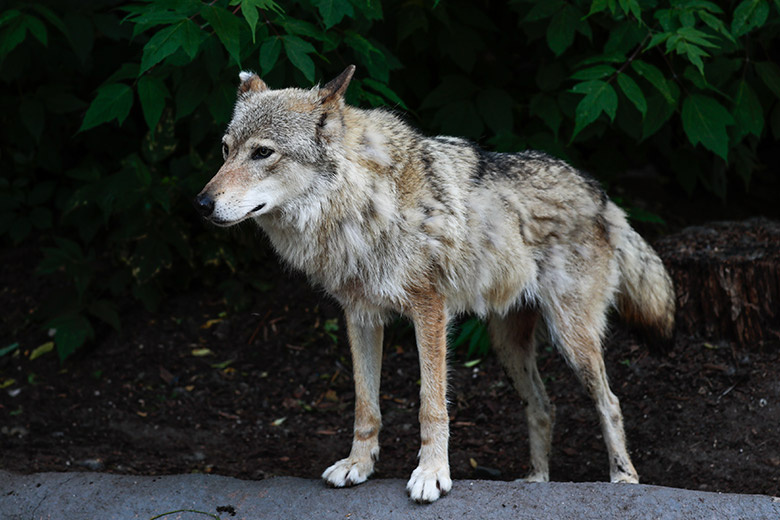    Roman Naumov/Global Look Press