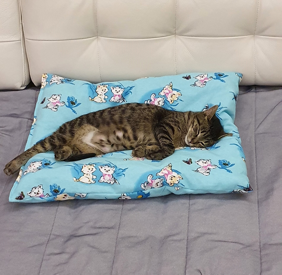 Рокси на сшитом мной матрасике, обычно он лежит в переноске.