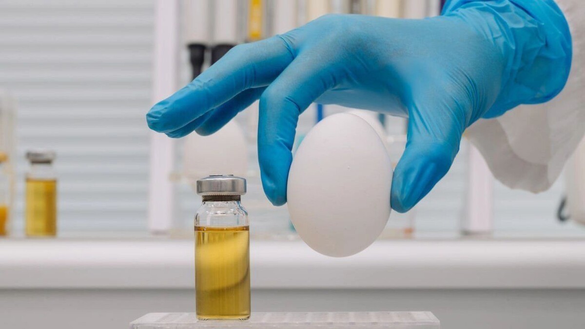     Источник: СКФУ