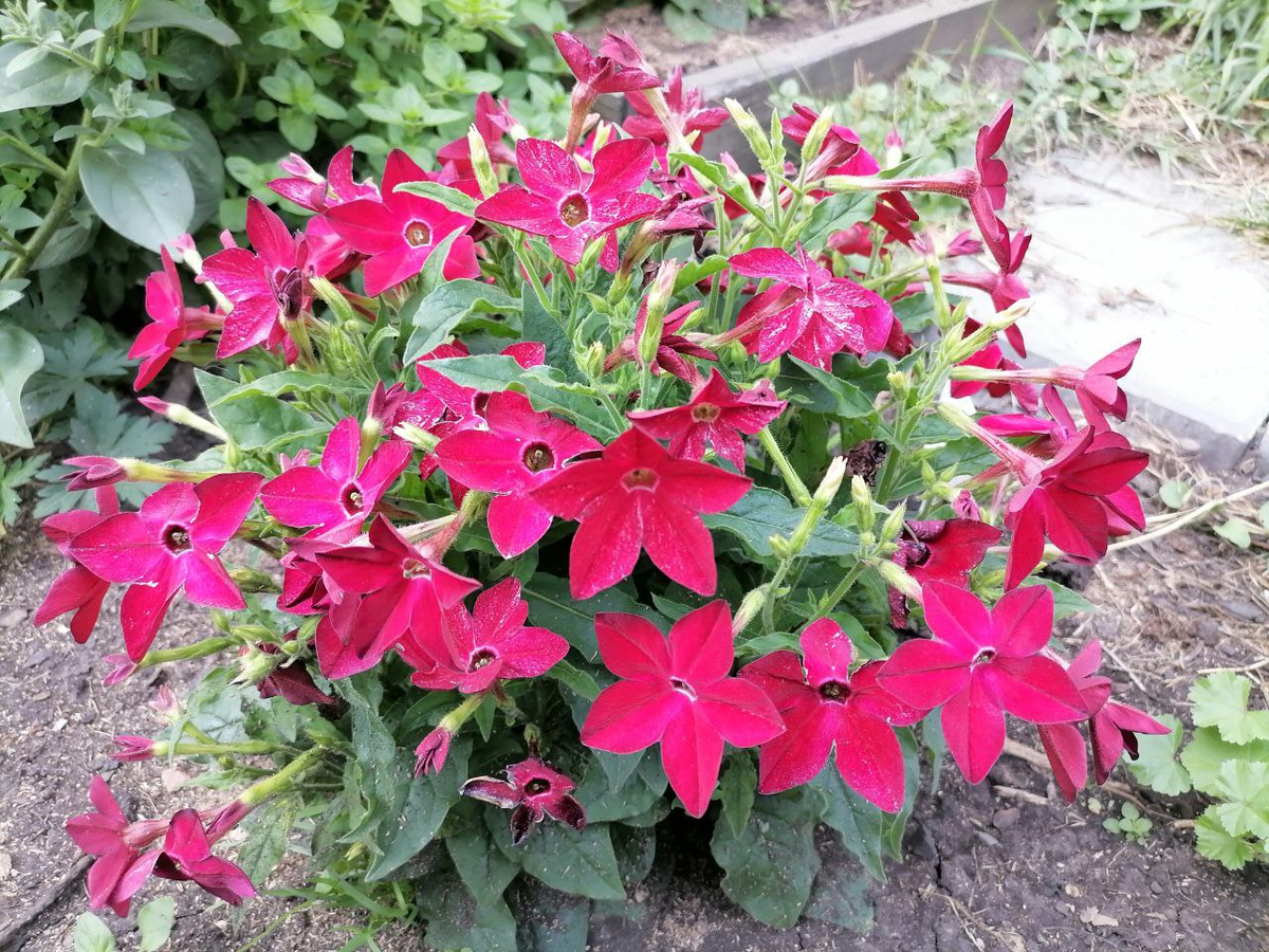 Цветущий карликовый табак Саратога красный, фото автора