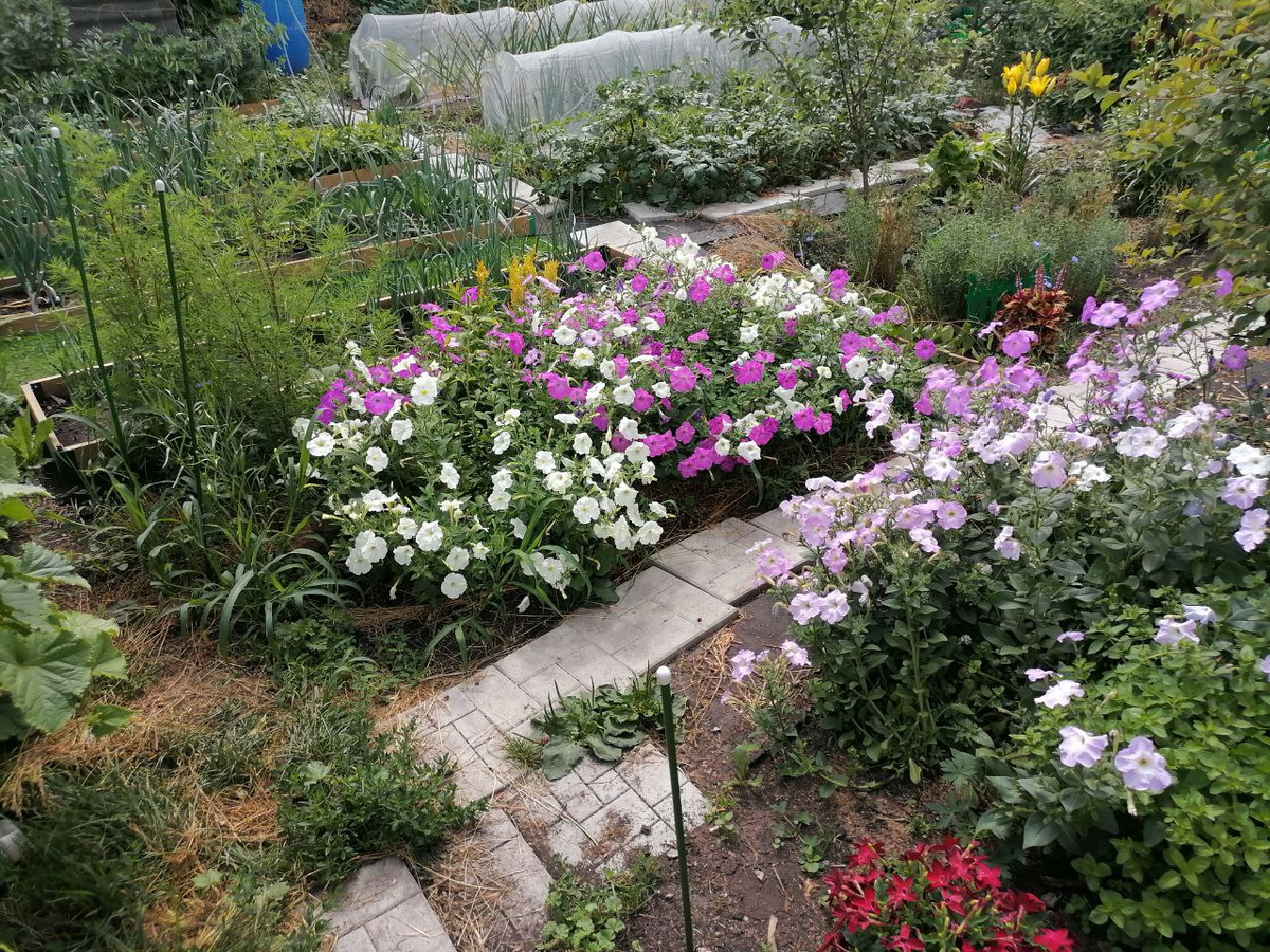 Петунии Калифорнийские гиганты и Гармония цвета, они еще и очень ароматные, фото автора