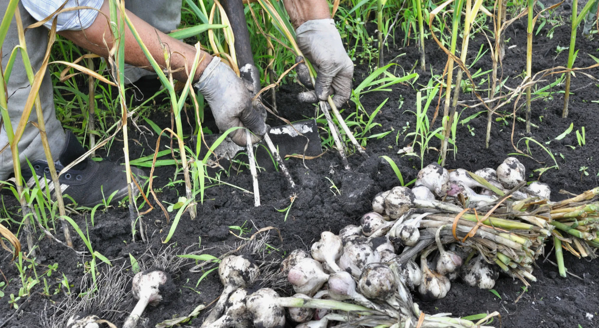 когда убирать озимый чеснок