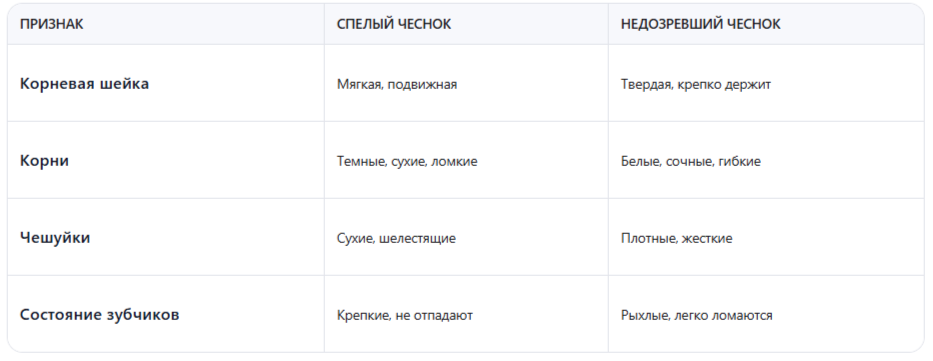 Таблица: Сравнение зрелого и недозревшего чеснока