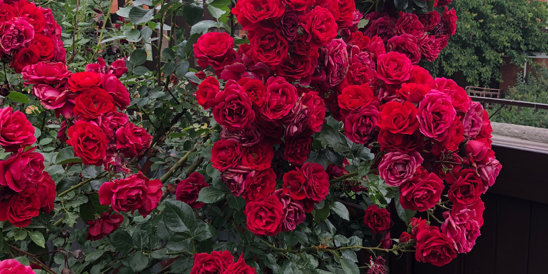 Плетистые розы. Любимые сорта. Роза номер 4.