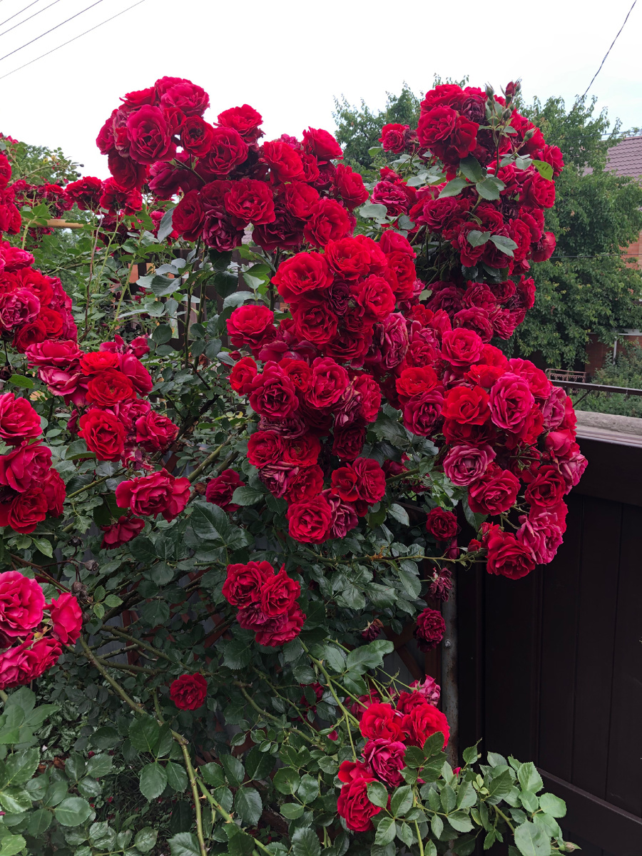 Плетистая  роза «Симпати» (Sympathie) в моём старом саду. 