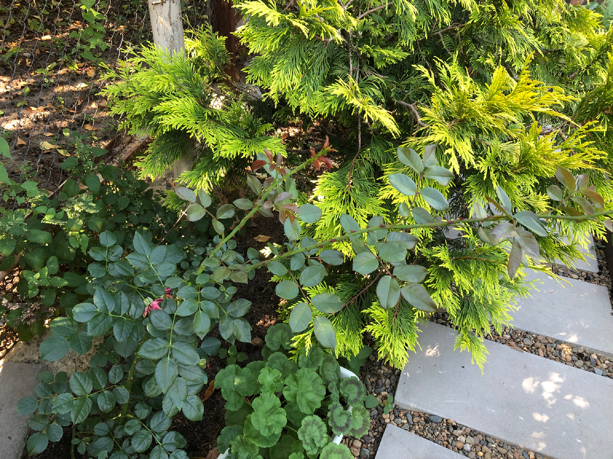 Молоденькая Симпати в новом саду в тени. Поэтому цветов было мало и нарастает медленно. 