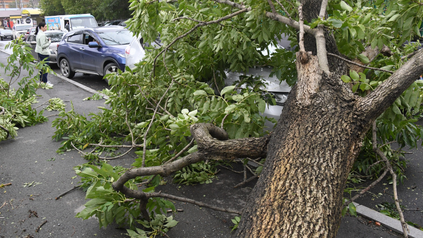    Фото: © РИА Новости/Виталий Аньков; 5-tv.ru