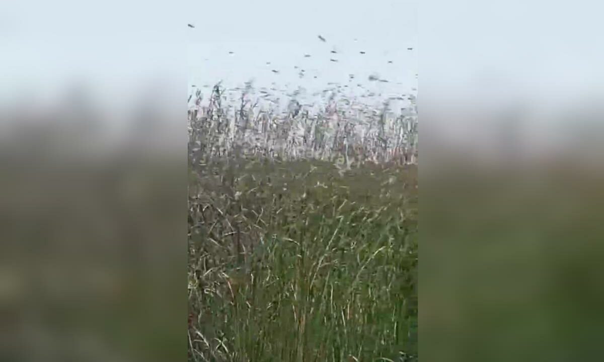    Скриншот видео t.me/krasnodarkray1