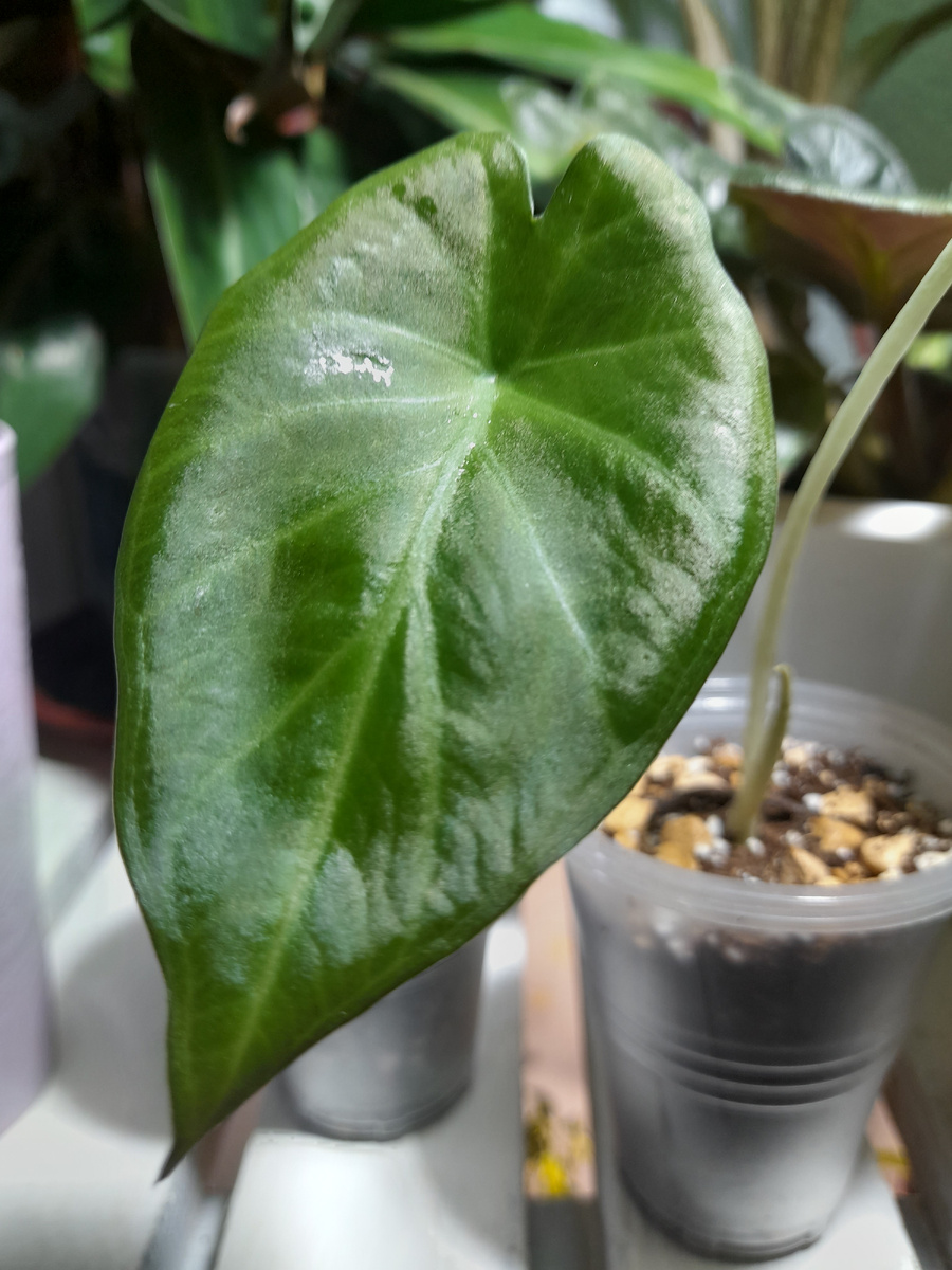 Алоказия регал шилдс, выращенная из клубня