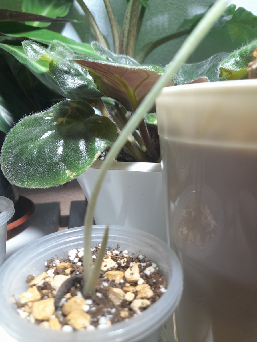 Алоказия блек вельвет, которая не пережила пересадку