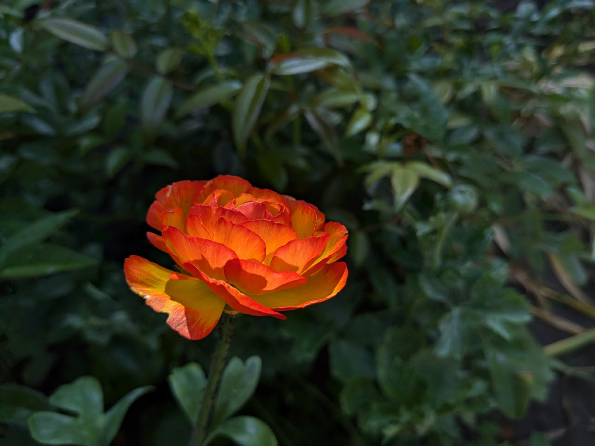 Первый цветок ранункулюса в этом сезоне