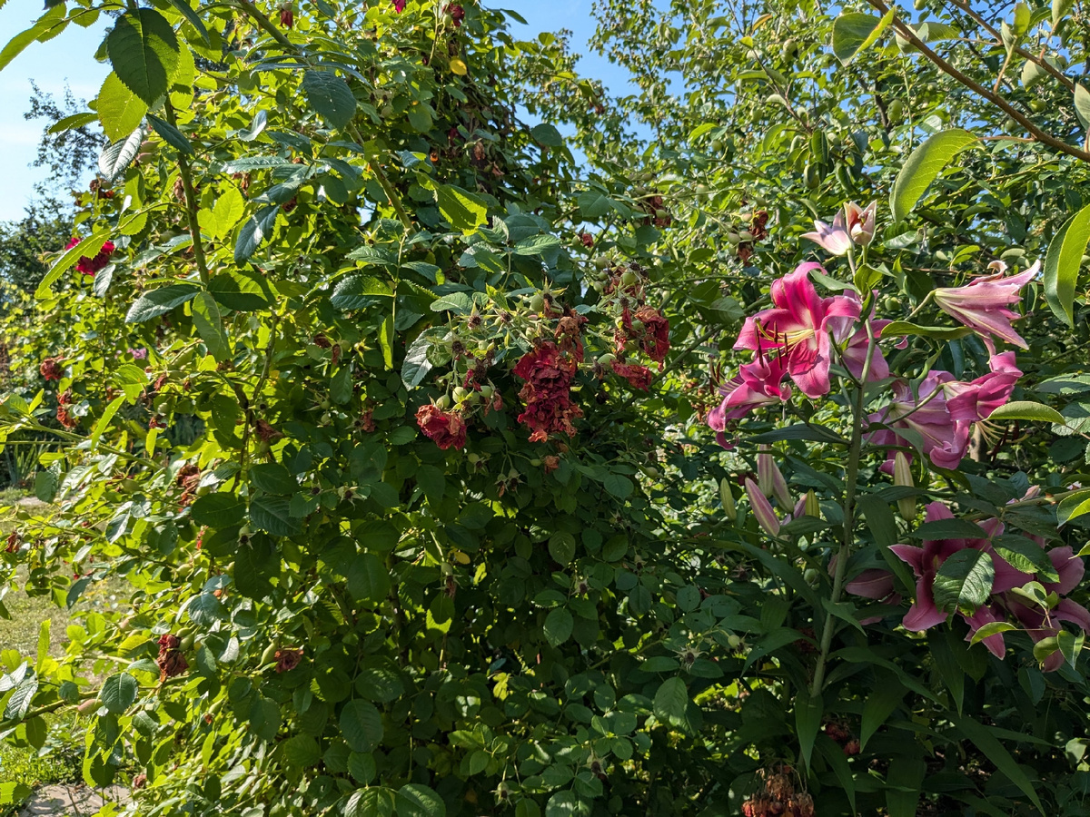 За вот это июльское состояние многие плетистую розу Flammentanz и отказываются заводить
