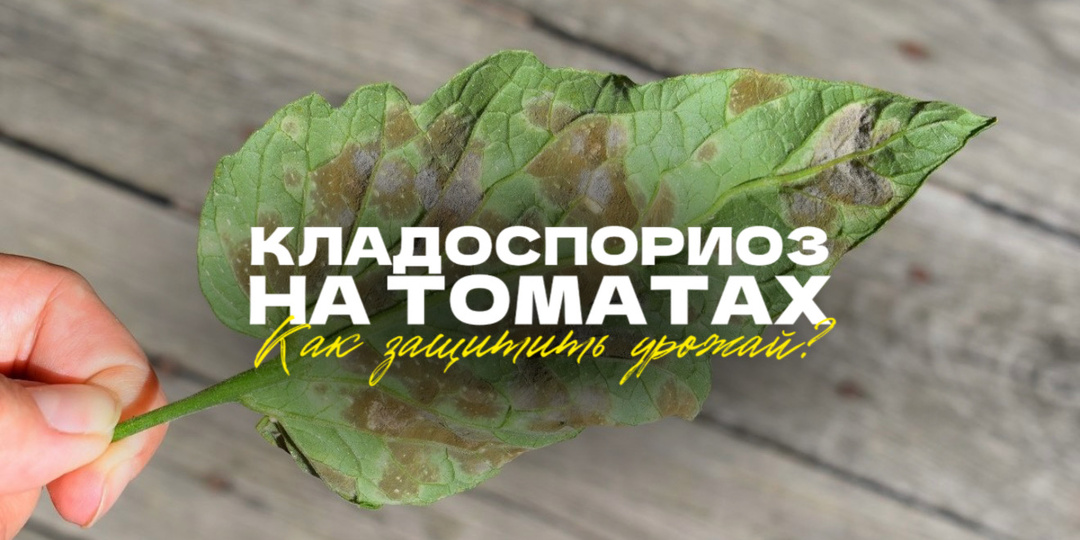 🦠 КЛАДОСПОРИОЗ НА ТОМАТАХ: КАК ЗАЩИТИТЬ УРОЖАЙ?