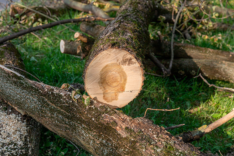    Shutterstock/FOTODOM