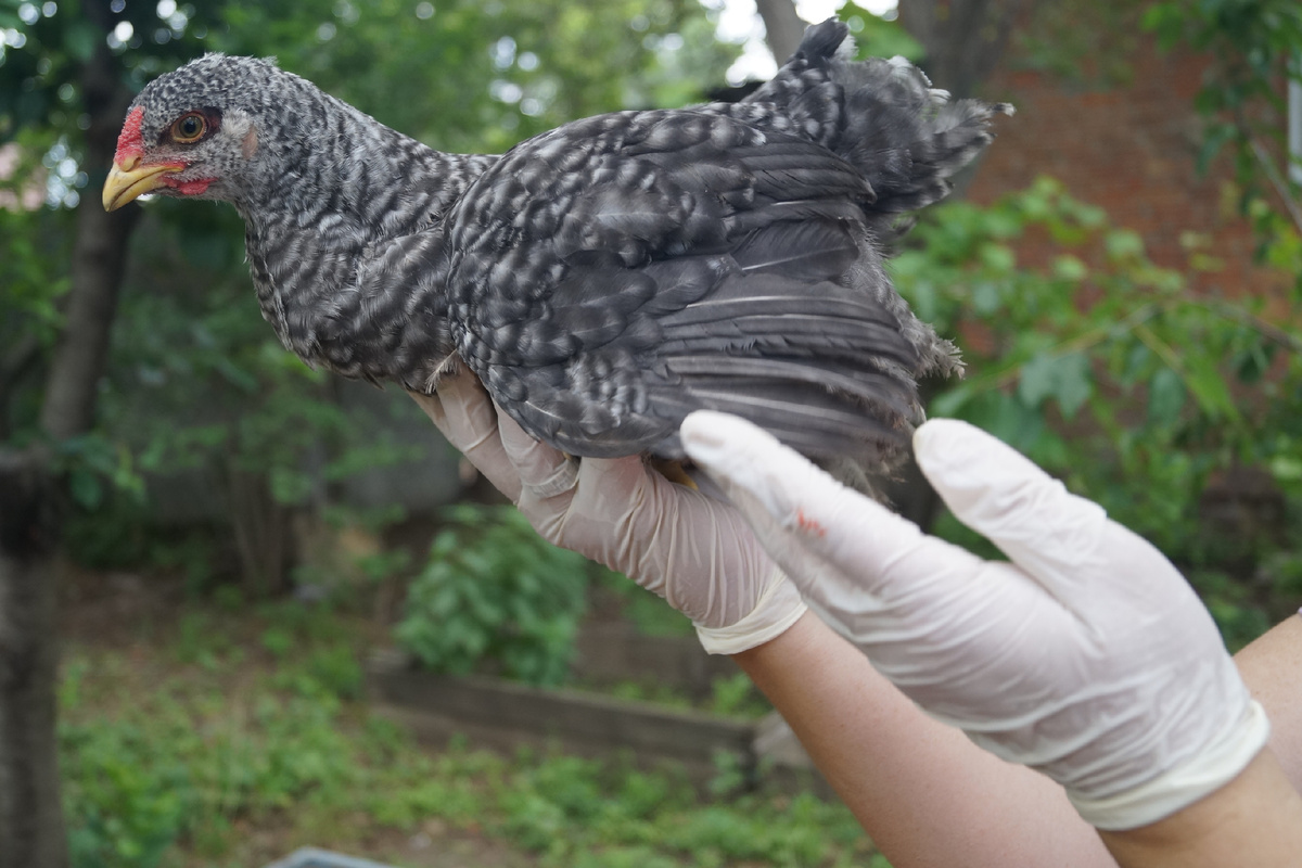 фото автора(цыпленок мой)