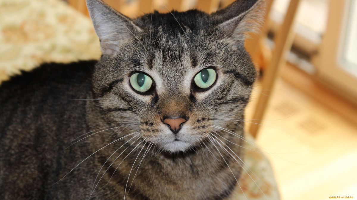 Фото с сайта: https://artfile.me/download/zhivotnye-koty-cat-589710/1920x1080