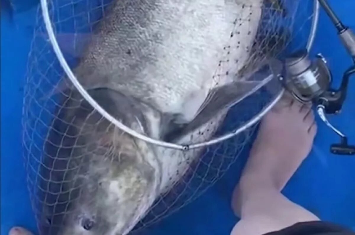    В Новороссийске мужчина выловил 18-килограммового толстолобика