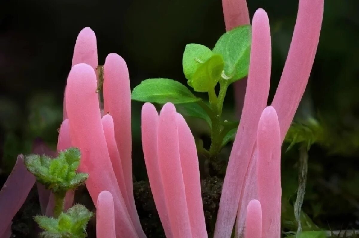    Гриб, растущий в США, нашли в лесу Ленинградской области