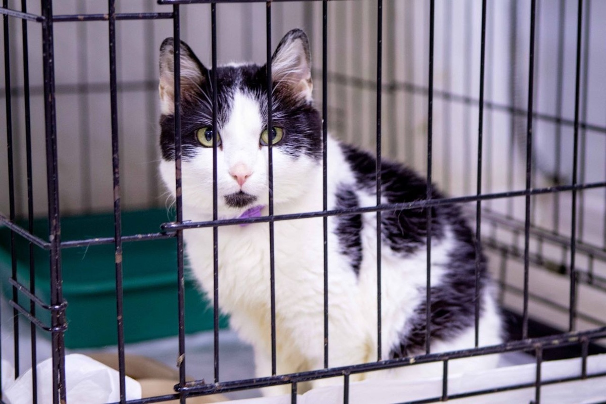 За 4 года в приюте этот котик стал настоящим его сердцем!