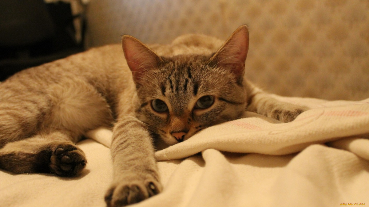 Фото с сайта: https://www.artfile.ru/i.php?i=1227825