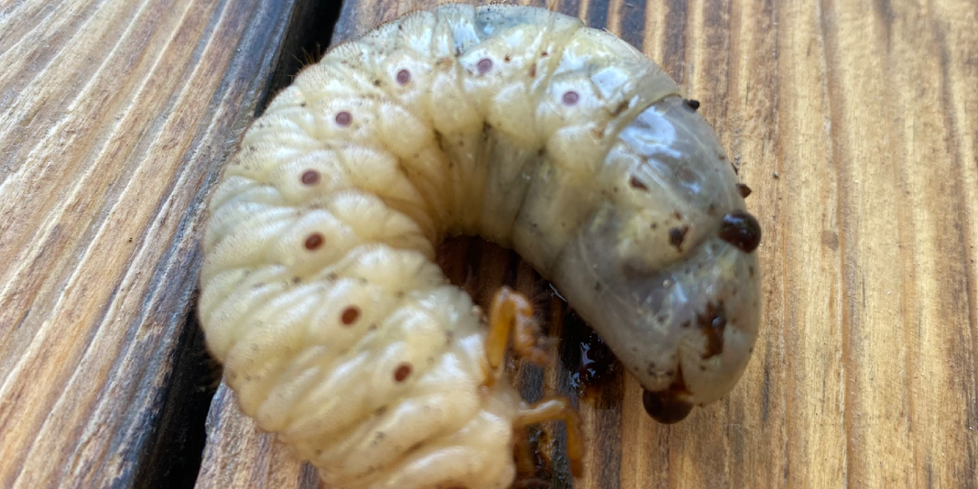 Деликатес под ногами: полное руководство по употреблению хруща