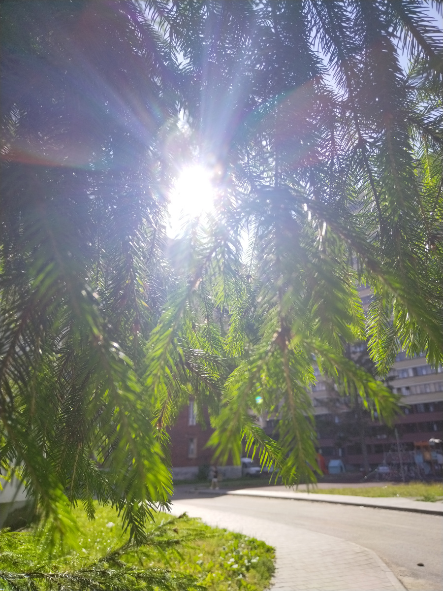 Дорога домой через арку из еловых лап 