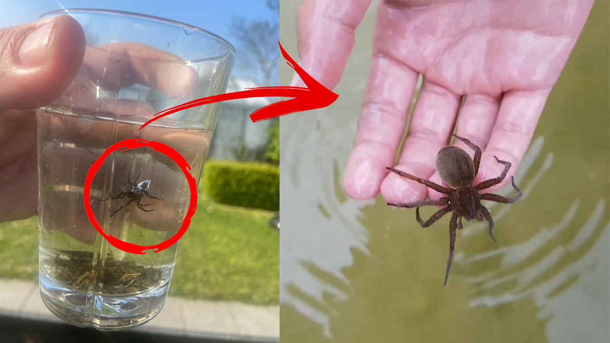 Попей водички из озера да пауком закуси! 