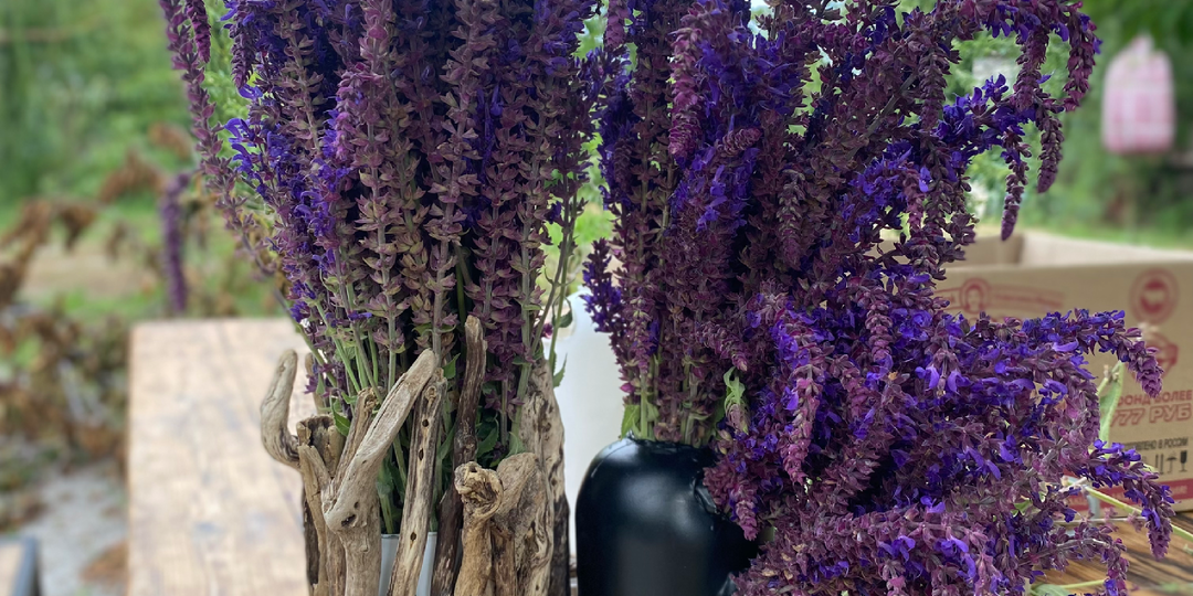 Его Величество Шалфей: Аромат, который спас от ветрянки