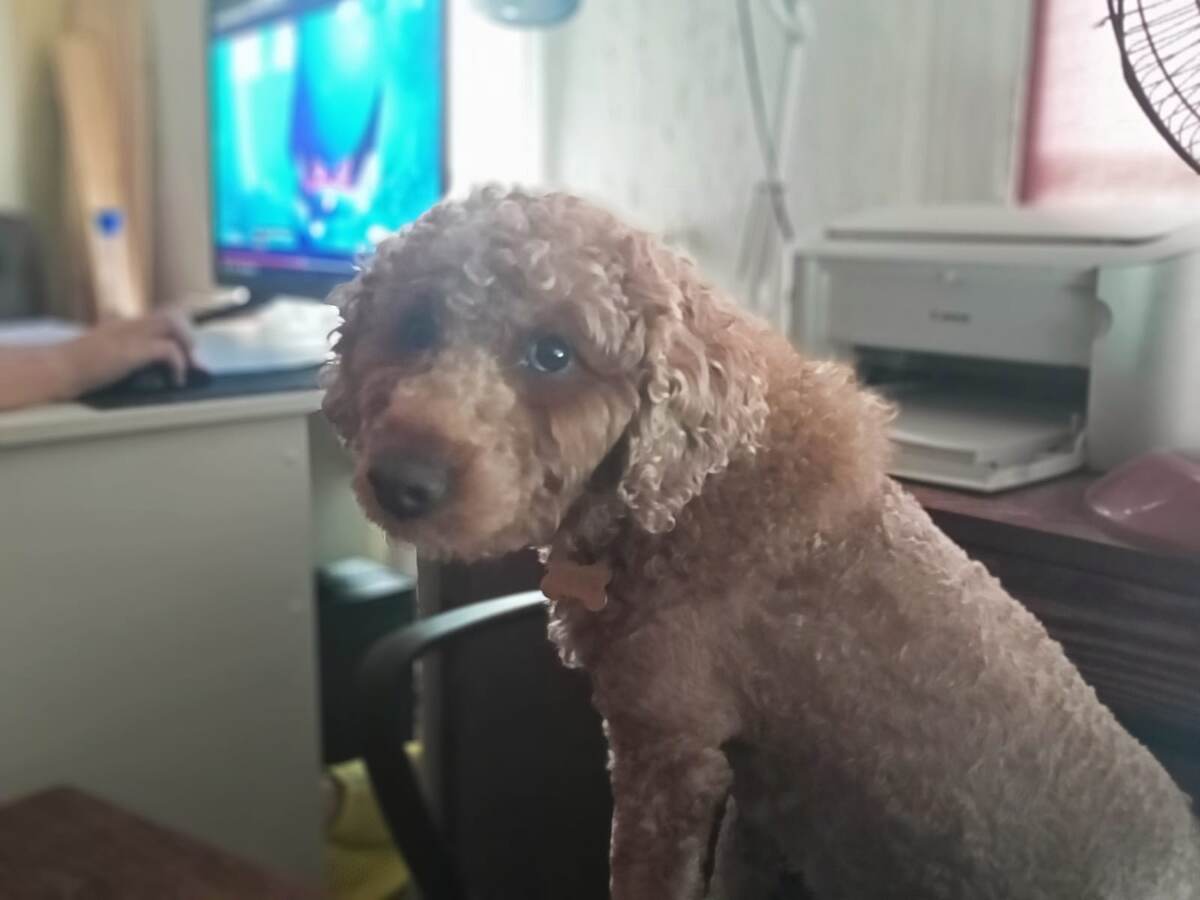 Румпель: - Что тебе всё не нравится? Утки не угодили. Достриги уже мне шерсть.