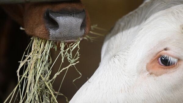    © Sputnik / Кирилл Каллиников