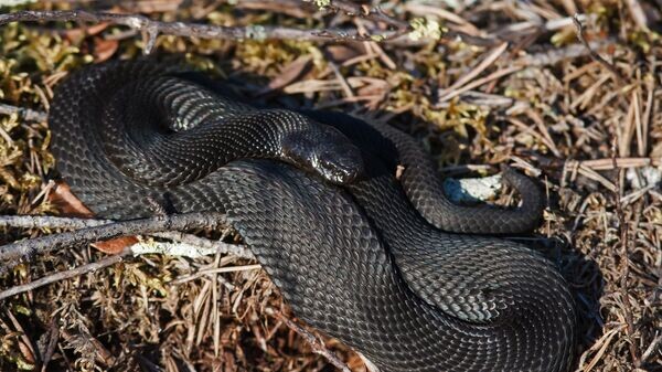    © Sputnik / Игорь Подгорный