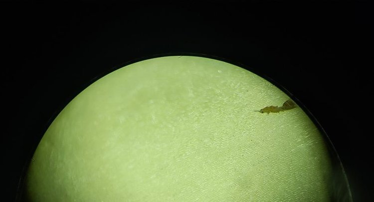    Фото: ФГБУ ЦОК АПК