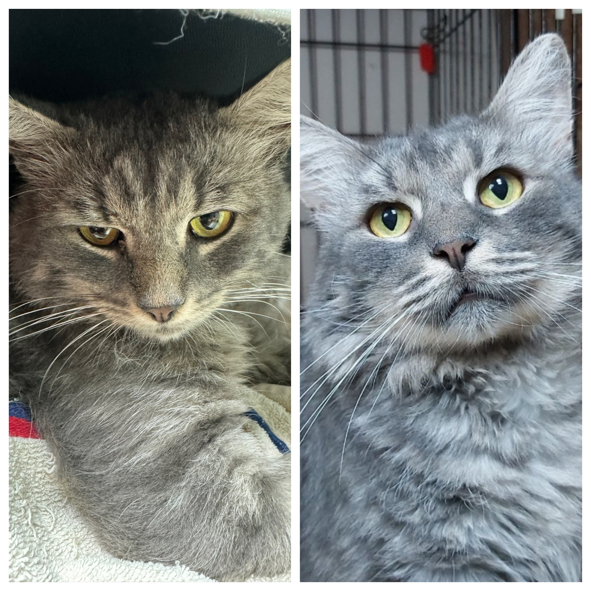 Кот Арракс, в августе 2024 года была проведена спасательная операция по извлечению котика из подвала.