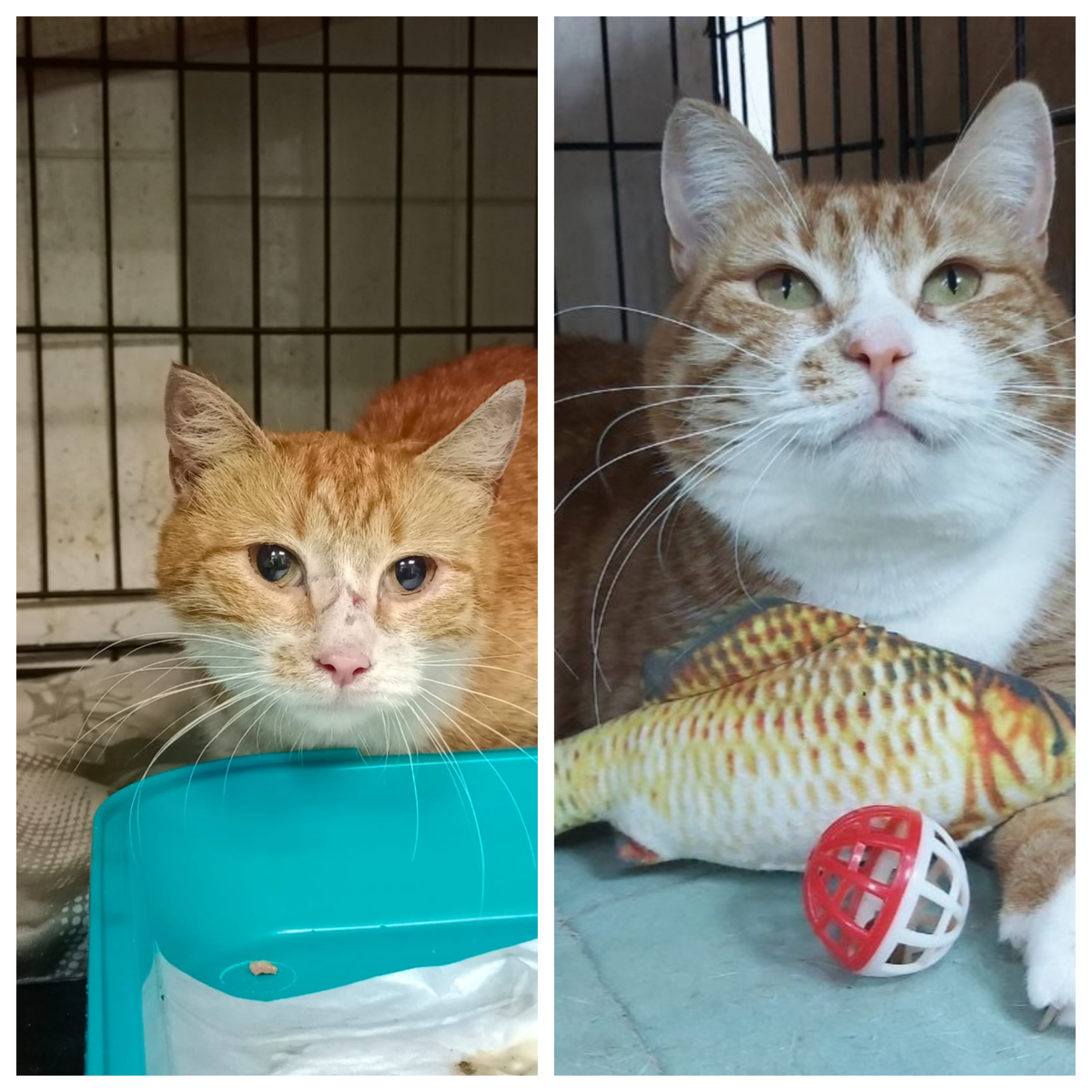 Кошка Джильда, уличная, поступила в июне 2024 года, сейчас ей 2 года.