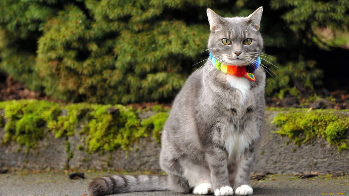 Фото с сайта: https://artfile.me/download/zhivotnye-koty-koshka-vzglyad-704809/1920x1080