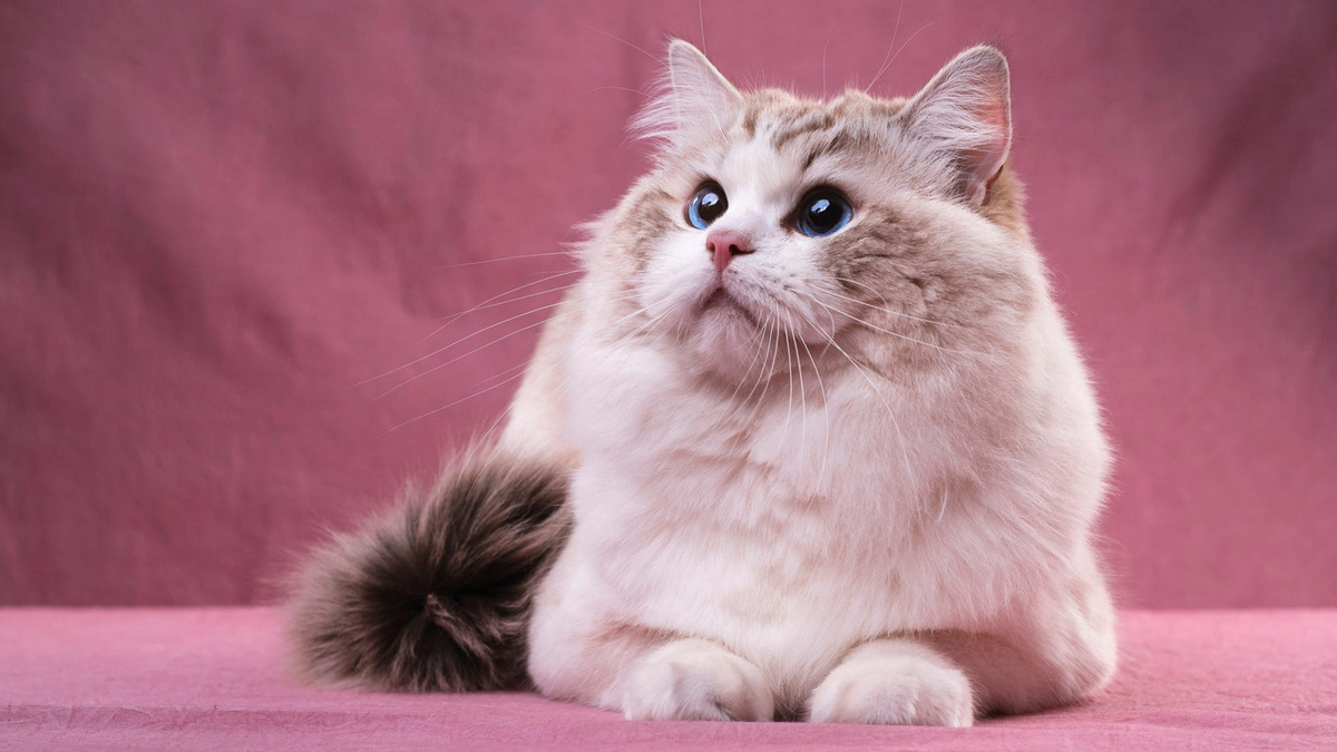 Фото с сайта: https://beershop-franshiza.ru/fotoputevoditel/krasivie-kotyata-v-rozovom.php