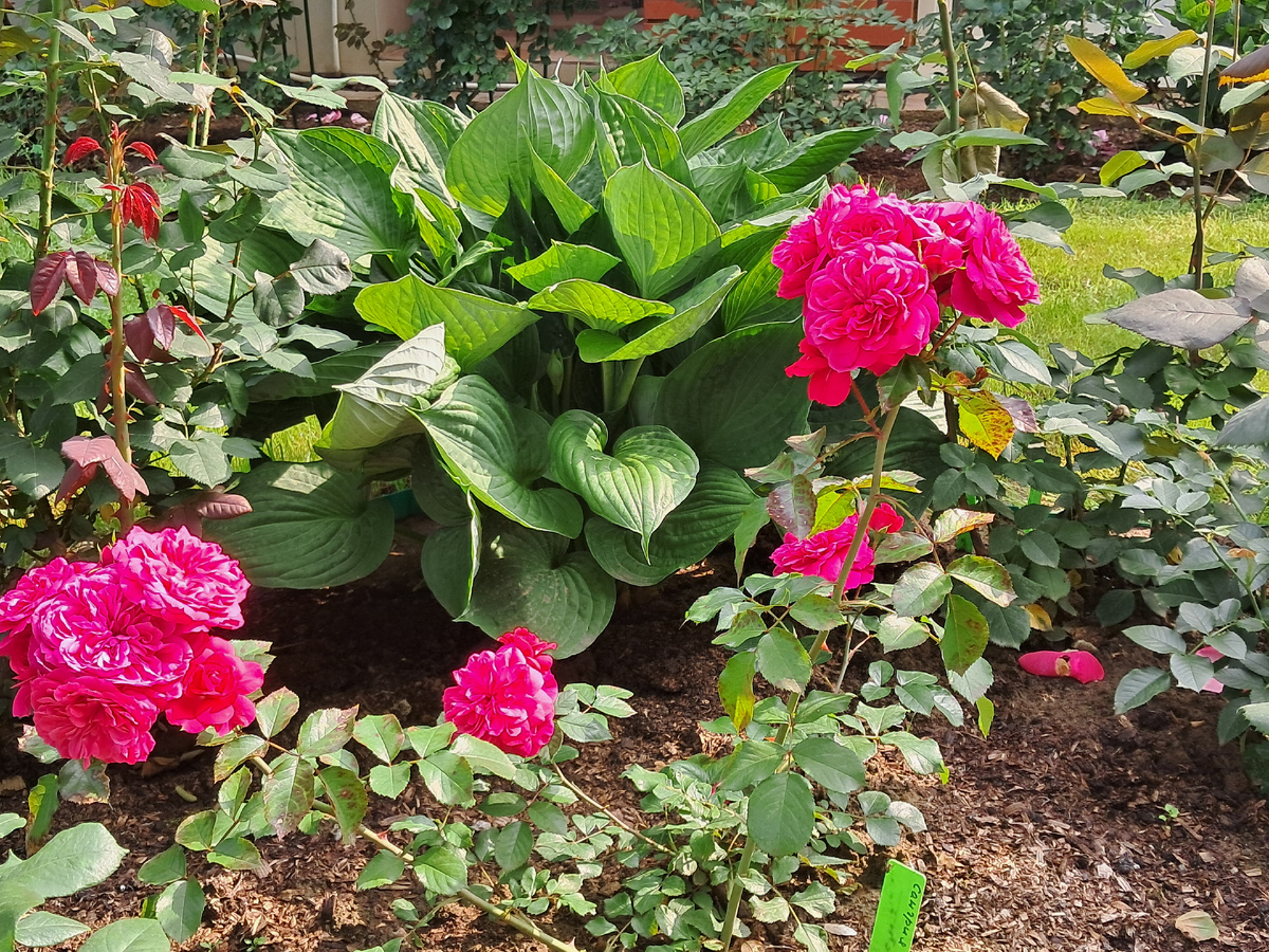 Роза флорибунда "Сангрия" и хоста