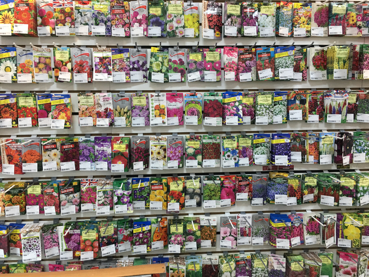 Остатки семян с прошлого сезона. Фото автора