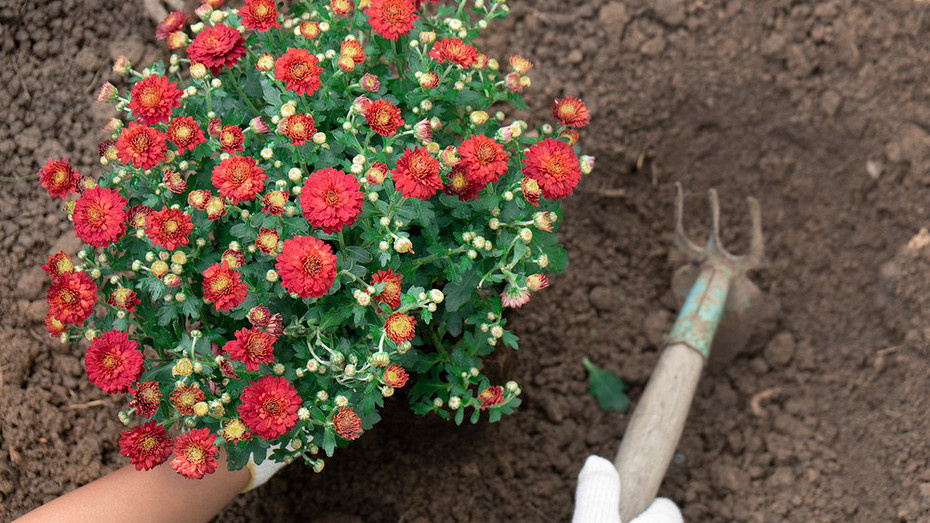 Как размножать хризантемы: 3 способа и инструкции