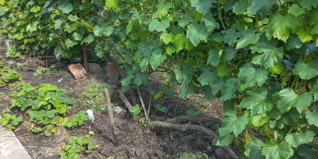 Работы на винограднике в июле