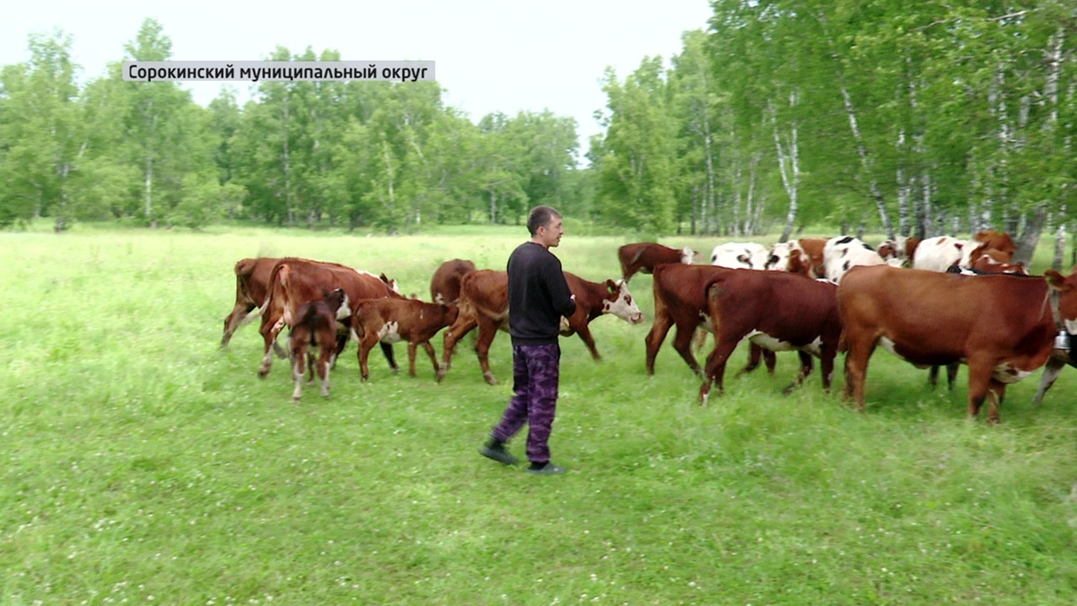 Вместо городской суеты - размеренная жизнь в деревне 
