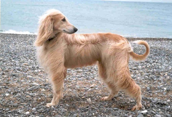 Это бакхмуль.