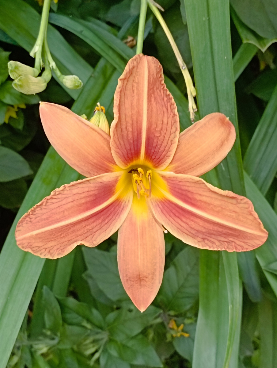 Рядом с каждым домом - цветы. Цветущий город! Странно, но раньше я этого не замечала. 