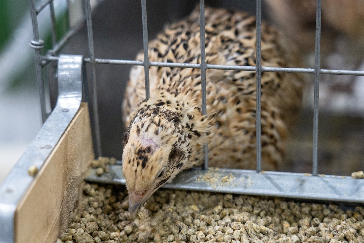 Фото: Александр Плонский / «Агроэксперт»