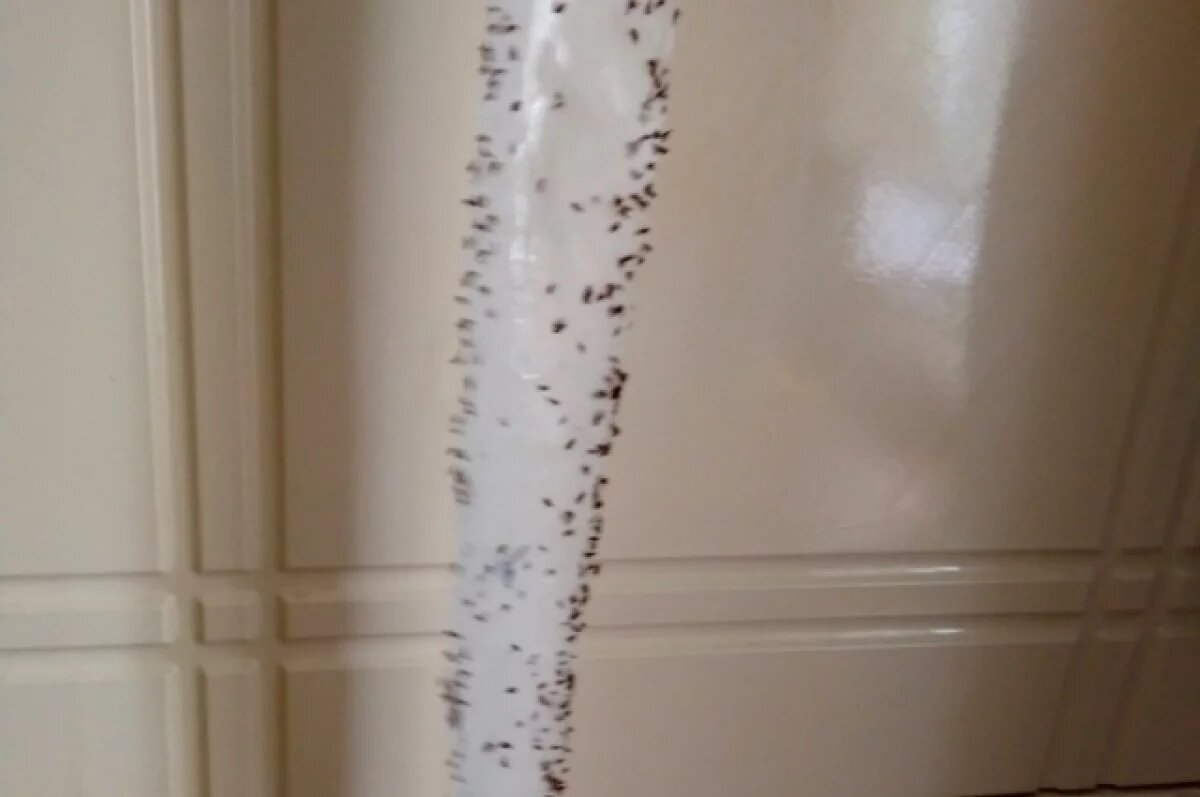    Полумордвинов: в середине июня мошек в большом скоплении обнаружили на Суре