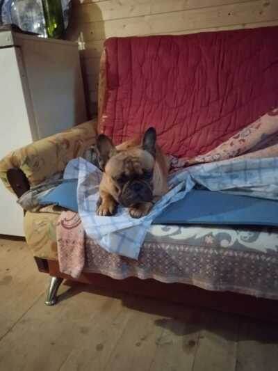 Мы с женой не разрешаем ему залезать на кровати. Зная это, когда ему надо обратить на себя внимание, он запрыгивает туда и ждет обратной связи (в любом случае бить и наказывать его никто не будет).